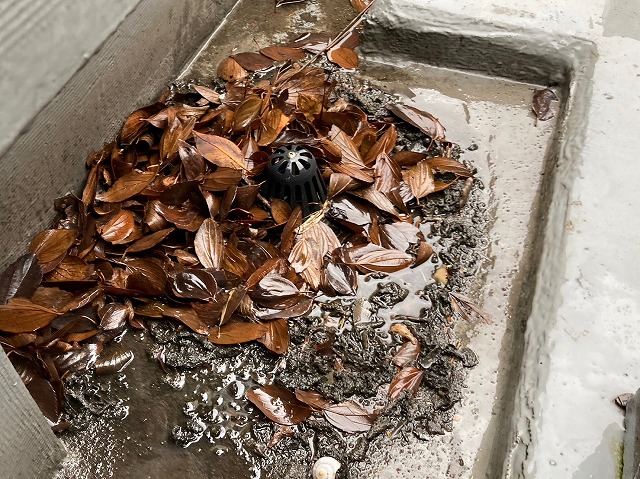 陸屋根のドレンのゴミ詰まり
